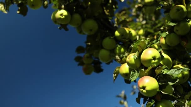 Långsam Rörelse Mogna Gröna Äpplen Träd Fruktträdgård Redo För Skörd — Stockvideo