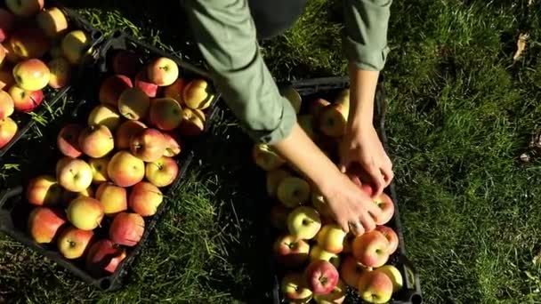 Ralenti Femme Mettre Une Pomme Mûre Rouge Dans Boîte Récolte — Video