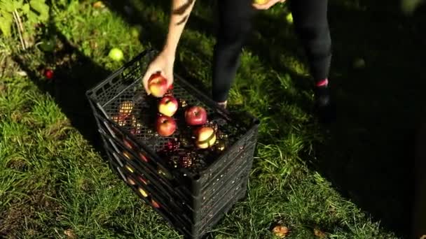 Slow Motion Woman Picking Red Ripe Apple Tree Put Box — Stock Video