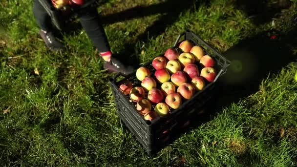 Slow Motion Woman Hand Put Crate Box Red Ripe Apples — Stockvideo
