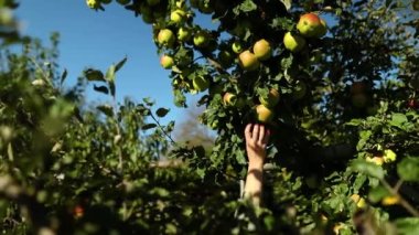Slow motion Woman picking a green ripe apple from tree, harvesting fruit from branch at autumn season, sunlight