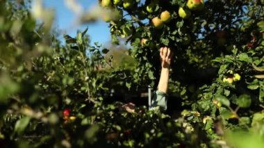 Slow motion Woman picking a green ripe apple from tree, harvesting fruit from branch at autumn season, sunlight