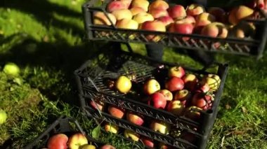 Yavaş çekim, kadın eli bir sandık alır, kırmızı olgun elmalarla dolu bir kutu, sonbahar mevsiminde daldan meyve toplama, güneş ışığı. Yerel market ya da süpermarket, Ukrayna elmaları.