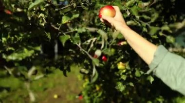 Yavaş çekim. Kadın ağaçtan olgun kırmızı bir elma topluyor. Sonbahar mevsiminde daldan meyve topluyor.