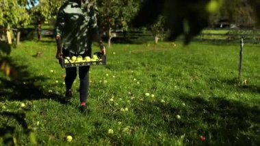 Slow motion, Woman hand with a crate, box with green ripe apples, harvesting fruit from branch at autumn season, sunlight. Local market or supermarket, Ukraine apples.