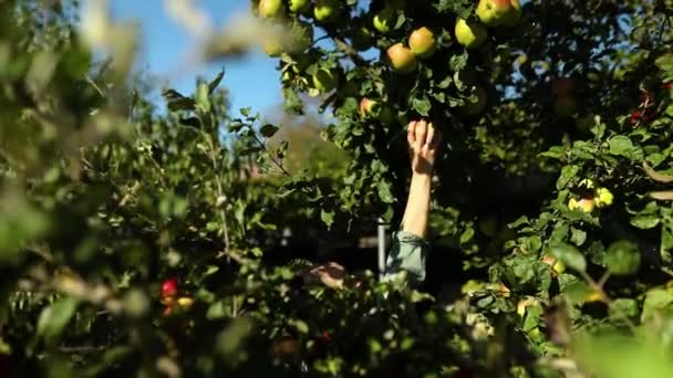 Slow Motion Woman Picking Green Ripe Apple Tree Harvesting Fruit — Stock video
