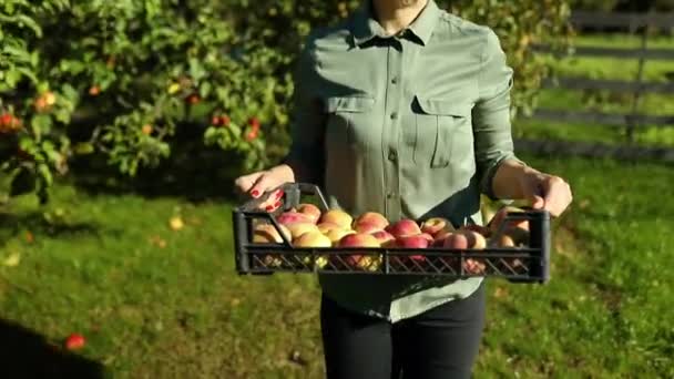 慢动作 女人手拿着一个箱子 盒子里放着红熟的苹果 秋天收获枝头的果实 本地市场或超市 乌克兰苹果 — 图库视频影像