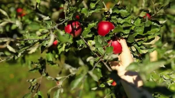 Slow Motion Kvinna Plocka Ett Rött Moget Äpple Från Träd — Stockvideo