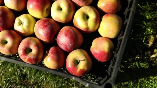 Zbiory Świeżych Organicznych Czerwonych Jabłek Czarnych Skrzynkach Zbiory Rynek Lokalny — Wideo stockowe