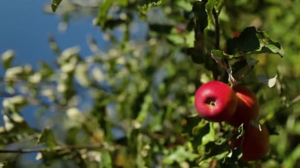 Vídeo Vertical Manzanas Maduras Huerto Listas Para Cosechar Fruta Rama — Vídeos de Stock