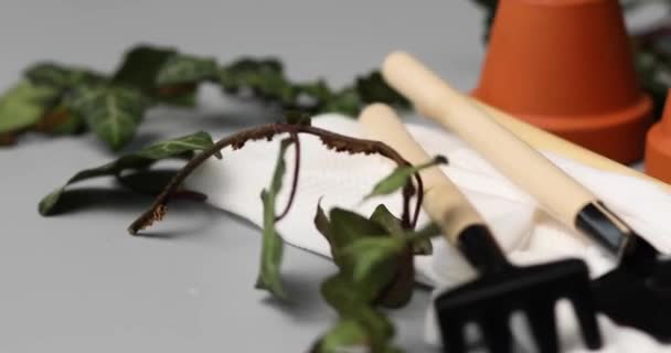 回転灰色の背景に小さなセラミックフラワーポット ガーデニングツールと緑の葉 春の庭の作品のコンセプト — ストック動画