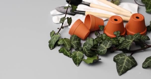 灰色背景下的小陶瓷花盆 园艺工具和绿叶 春天花园的概念 — 图库视频影像
