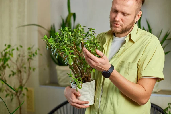 Muž Zahradník Držet Ruce Crassula Pot Doma Péče Pokojové Rostliny — Stock fotografie