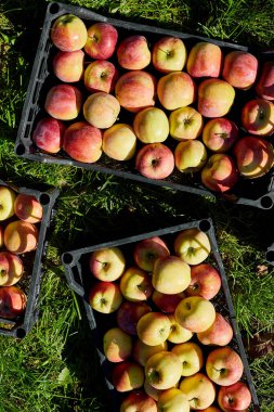 Kara kutulardaki taze organik elmaları hasat edin, hasat, yerel market veya süpermarket, Ukrayna elmaları.