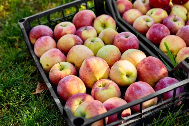 Kara kutulardaki taze organik elmaları hasat edin, hasat, yerel market veya süpermarket, Ukrayna elmaları.
