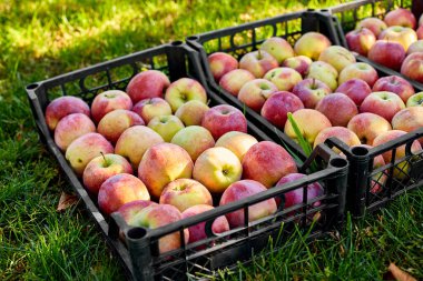 Kara kutulardaki taze organik elmaları hasat edin, hasat, yerel market veya süpermarket, Ukrayna elmaları.