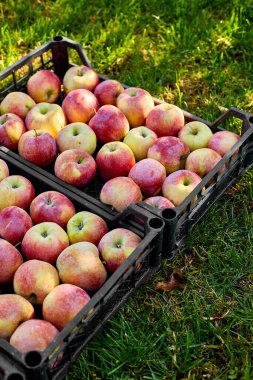 Kara kutulardaki taze organik elmaları hasat edin, hasat, yerel market veya süpermarket, Ukrayna elmaları.