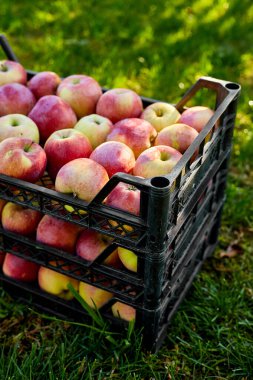 Kara kutulardaki taze organik elmaları hasat edin, hasat, yerel market veya süpermarket, Ukrayna elmaları.