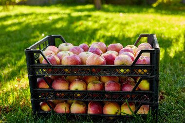 Kara kutulardaki taze organik elmaları hasat edin, hasat, yerel market veya süpermarket, Ukrayna elmaları.