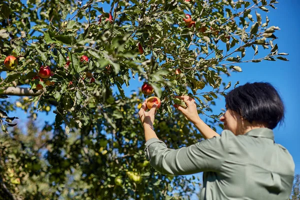 Woman hand picking a red ripe apple from tree, harvesting fruit from branch at autumn season, sunlight