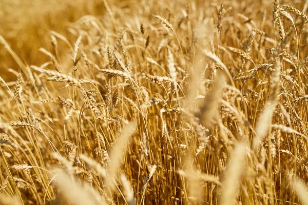 Buğday hasadını, buğday tarlasını güneş günü, yaz, tarım...