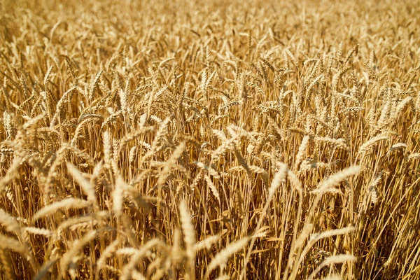 Close Wheat Harvest Wheat Field Background Sun Day Summer Agriculture — Stock Photo, Image