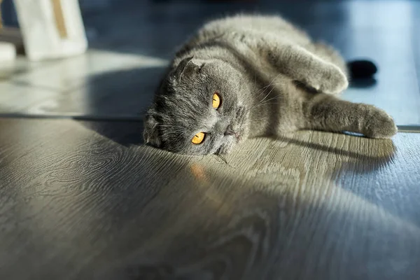Eine Dicke Graue Schottische Faltenkatze Liegt Auf Dem Boden Haustier — Stockfoto