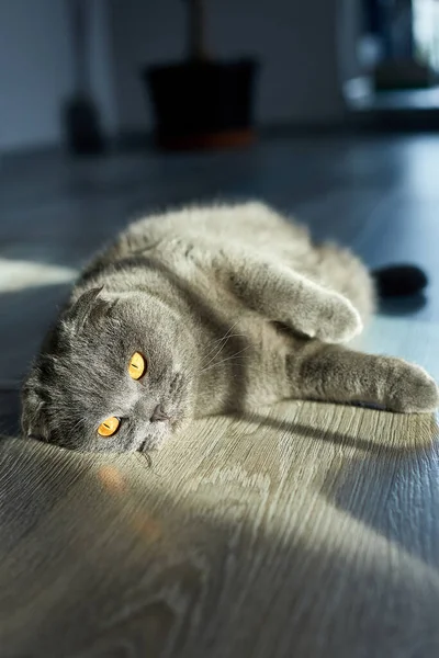 一只肥灰色的苏格兰折叠猫躺在地板上 它是家养的宠物 是可爱的动物 — 图库照片