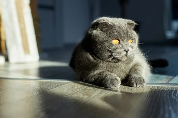 Fet Grå Skotsk Veck Tabby Katt Ligger Golvet Husdjur Kärlek — Stockfoto