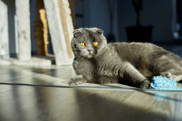Una Grasa Gris Escocés Pliegue Tabby Gato Encuentra Suelo Mascota —  Fotos de Stock