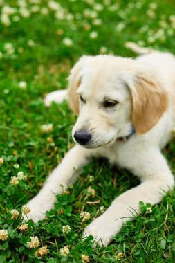 Şirin, mutlu bir golden retriever, çimlerin üzerinde köpek yavrusu, tarlada şirin bir köpek resmi.