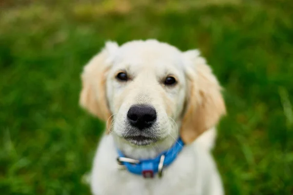 Lindo Feliz Golden Retriever Cachorro Aire Libre Hierba Retrato Lindo — Foto de Stock