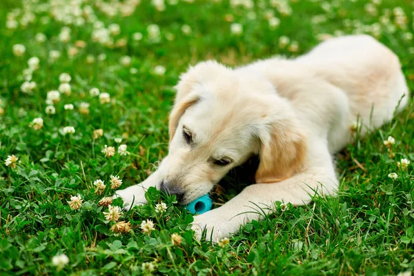Lindo Feliz Golden Retriever Cachorro Aire Libre Hierba Retrato Lindo —  Fotos de Stock