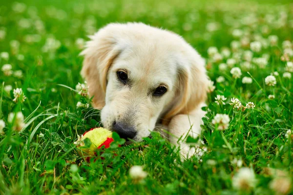 Lindo Feliz Golden Retriever Cachorro Aire Libre Hierba Retrato Lindo —  Fotos de Stock