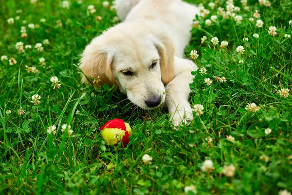 Lindo Feliz Golden Retriever Cachorro Aire Libre Hierba Retrato Lindo — Foto de Stock