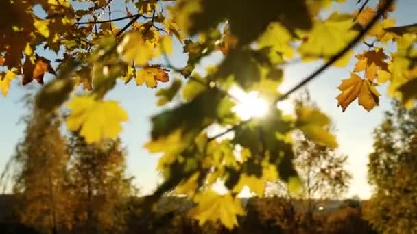 Hermosas Hojas Amarillas Otoño Paisaje Árboles Ventosos Luz Solar Aire — Vídeo de stock