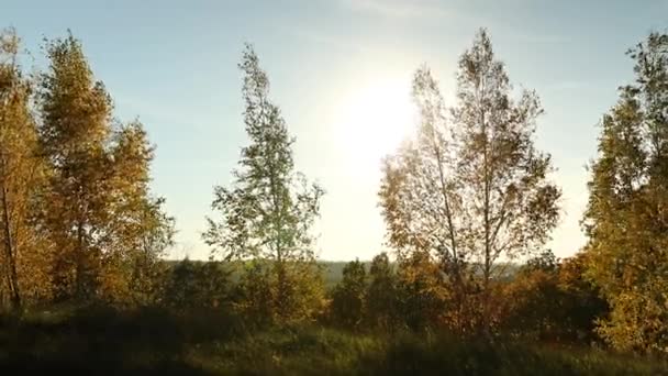 Lindas Folhas Amarelas Outono Paisagem Árvores Ventosas Luz Solar Livre — Vídeo de Stock