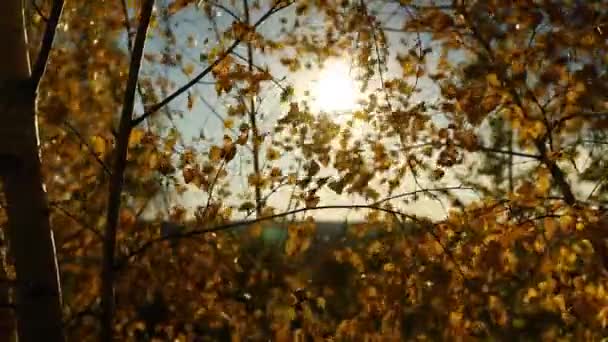 Piękny Żółty Jesień Liście Krajobraz Wietrzne Drzewa Światło Słoneczne Zewnątrz — Wideo stockowe