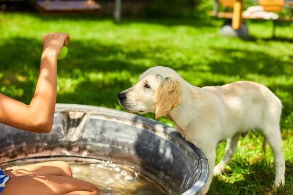 Golden Retriever Cachorro Con Chica Están Jugando Agua Patio Meses —  Fotos de Stock
