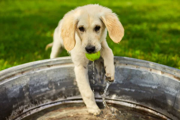 Golden Retriever Cachorro Está Jugando Con Agua Pelota Patio Meses Fotos De Stock Sin Royalties Gratis