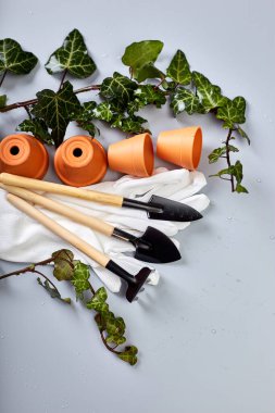 Küçük seramik saksılar, eldivenler, bahçe aletleri ve gri arka planda yeşil yapraklar, bahar bahçesi işleri konsepti, düz yer, üst manzara, kopyalama alanı.