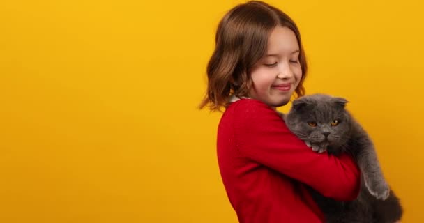 美しい十代の少女の肖像画は 彼女の灰色の脂肪の猫を抱き 黄色いスタジオの背景に 愛のペットのコンセプト — ストック動画