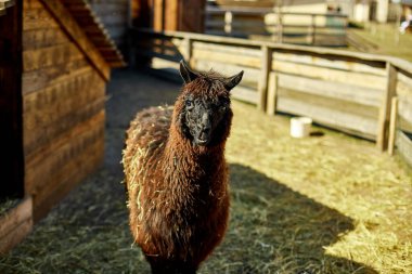 Yalnız bir kahverengi alpaka doğrudan kameraya bakar meraklı bir ifadeyle, ahşap çitleri ve ahır olan bir çiftlik alanının kırsal ortamında.