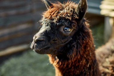 Yalnız bir kahverengi alpaka doğrudan kameraya bakar meraklı bir ifadeyle, ahşap çitleri ve ahır olan bir çiftlik alanının kırsal ortamında.