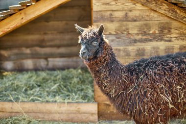 Yalnız bir kahverengi alpaka doğrudan kameraya bakar meraklı bir ifadeyle, ahşap çitleri ve ahır olan bir çiftlik alanının kırsal ortamında.