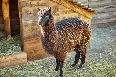 Yalnız bir kahverengi alpaka doğrudan kameraya bakar meraklı bir ifadeyle, ahşap çitleri ve ahır olan bir çiftlik alanının kırsal ortamında.