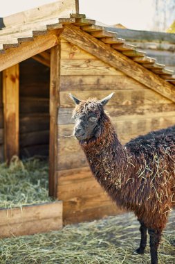 Yalnız bir kahverengi alpaka doğrudan kameraya bakar meraklı bir ifadeyle, ahşap çitleri ve ahır olan bir çiftlik alanının kırsal ortamında.