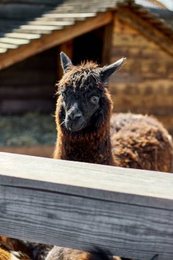 Yalnız bir kahverengi alpaka doğrudan kameraya bakar meraklı bir ifadeyle, ahşap çitleri ve ahır olan bir çiftlik alanının kırsal ortamında.
