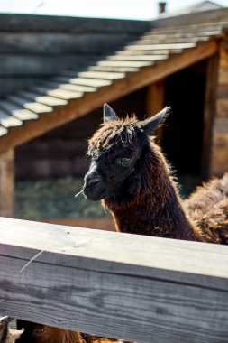 Yalnız bir kahverengi alpaka doğrudan kameraya bakar meraklı bir ifadeyle, ahşap çitleri ve ahır olan bir çiftlik alanının kırsal ortamında.