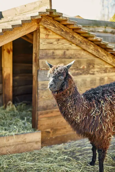 Yalnız bir kahverengi alpaka doğrudan kameraya bakar meraklı bir ifadeyle, ahşap çitleri ve ahır olan bir çiftlik alanının kırsal ortamında.